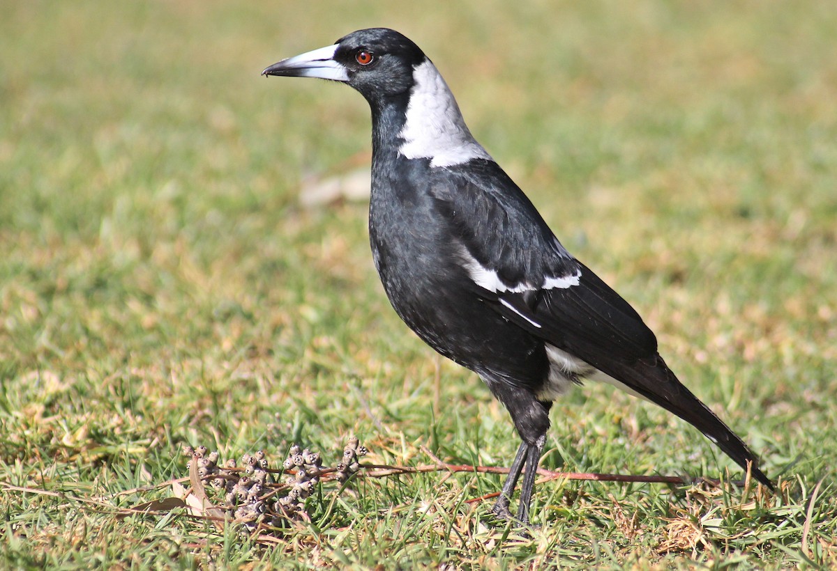 Australian Magpie - ML109625341