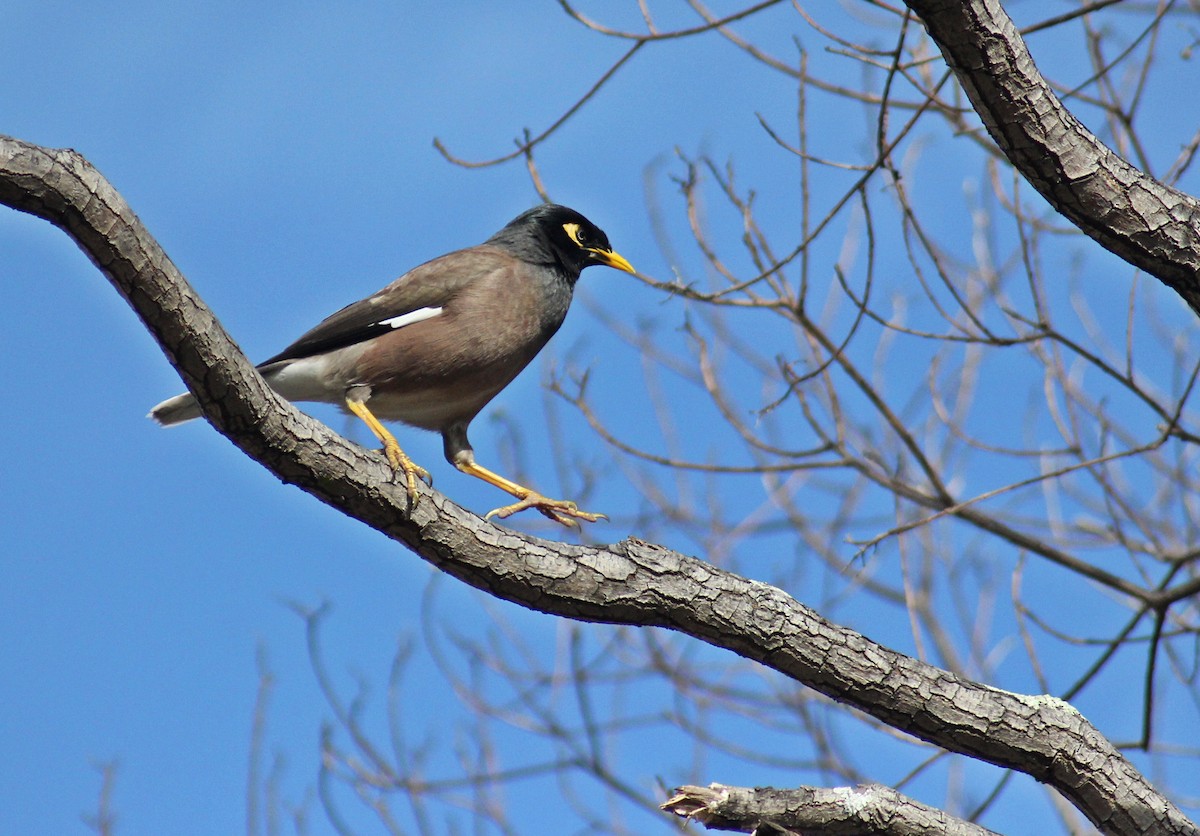 Common Myna - Kent Warner