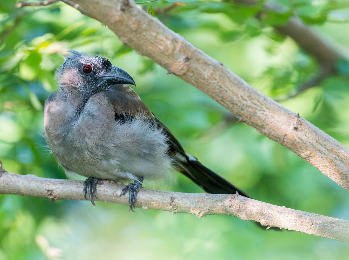 Gray Treepie - ML109626141