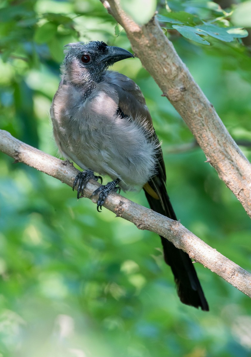 Gray Treepie - ML109626151