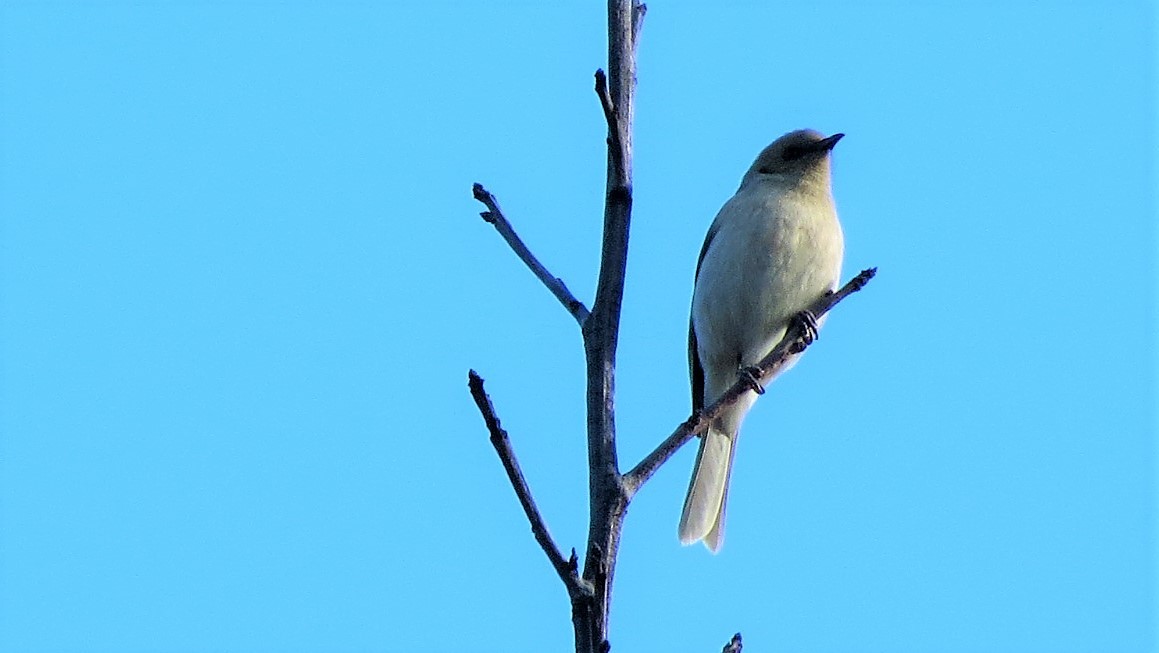 Fuscous Honeyeater - ML109627731