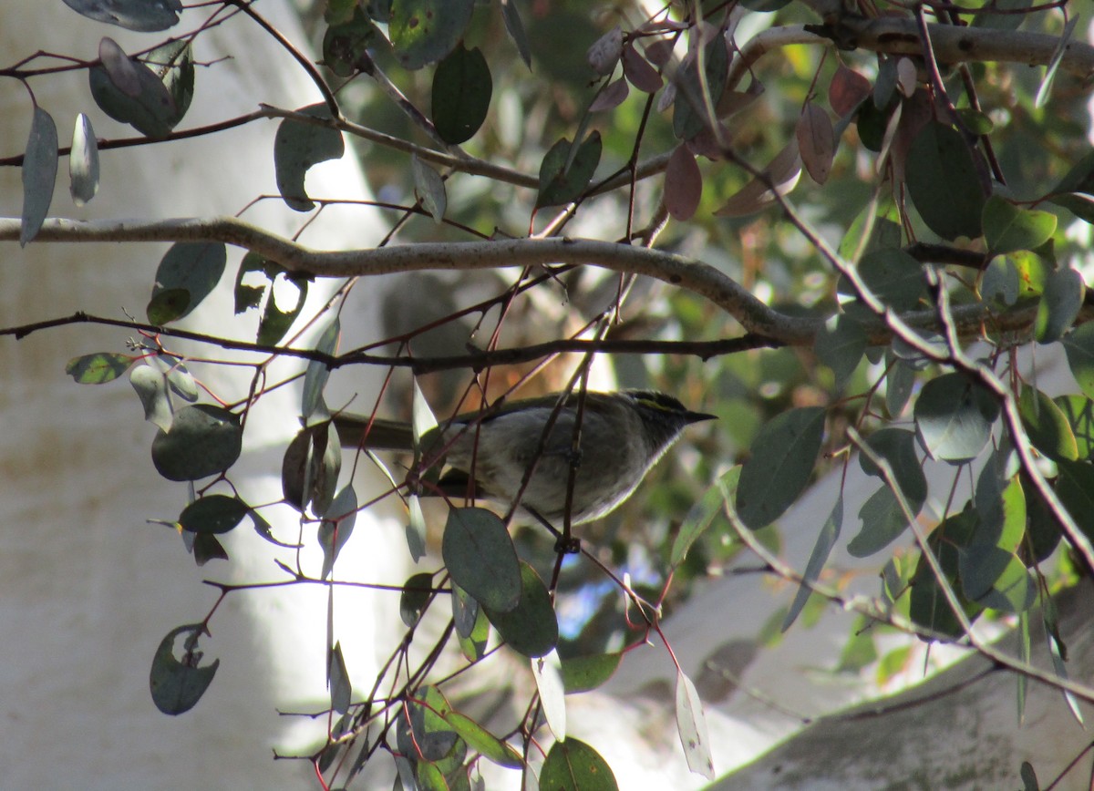 Yellow-faced Honeyeater - ML109628231