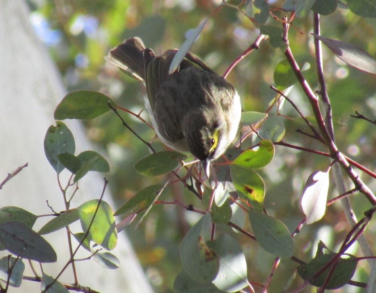 Yellow-faced Honeyeater - ML109628241