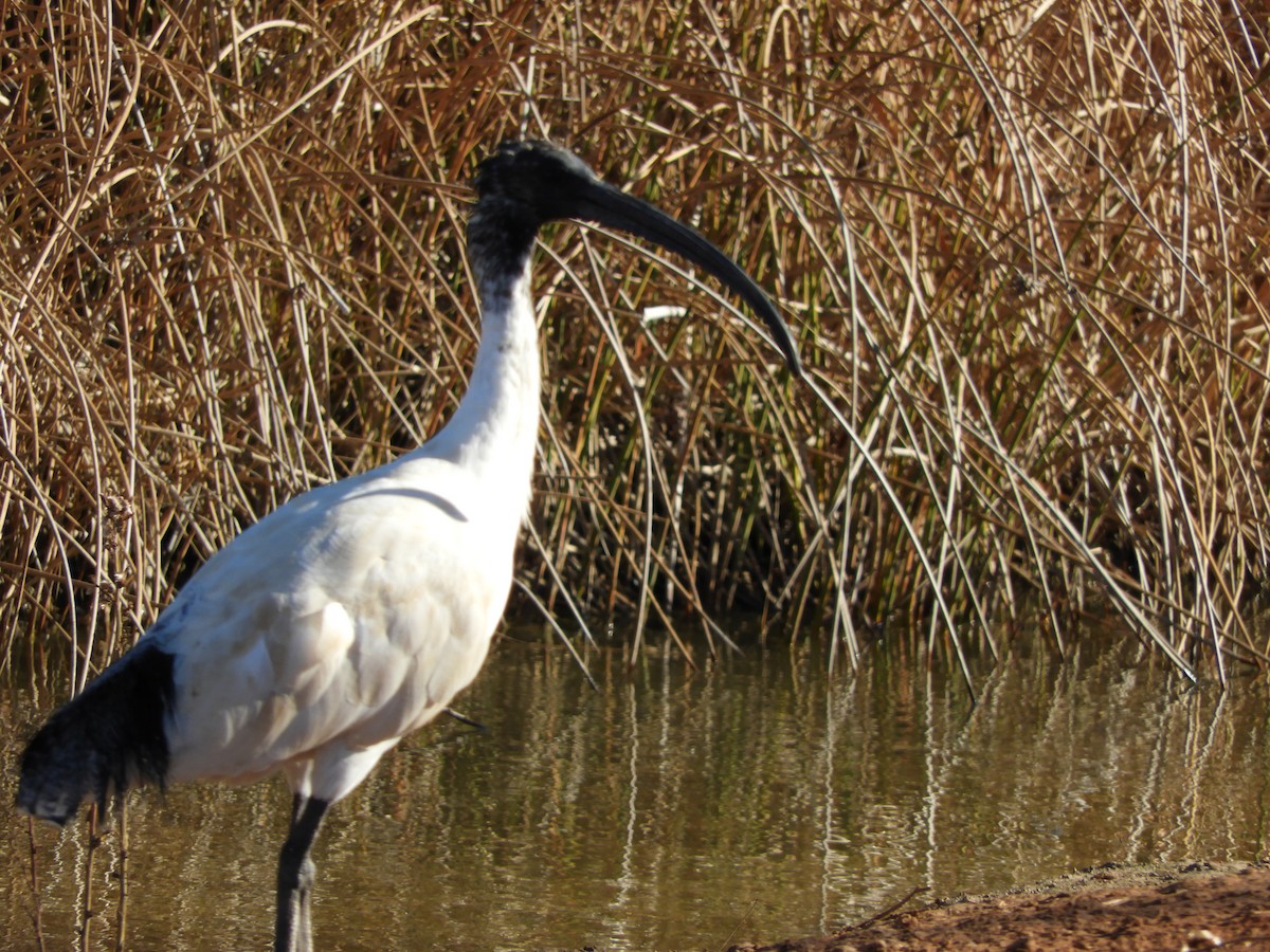 ibis australský - ML109629131