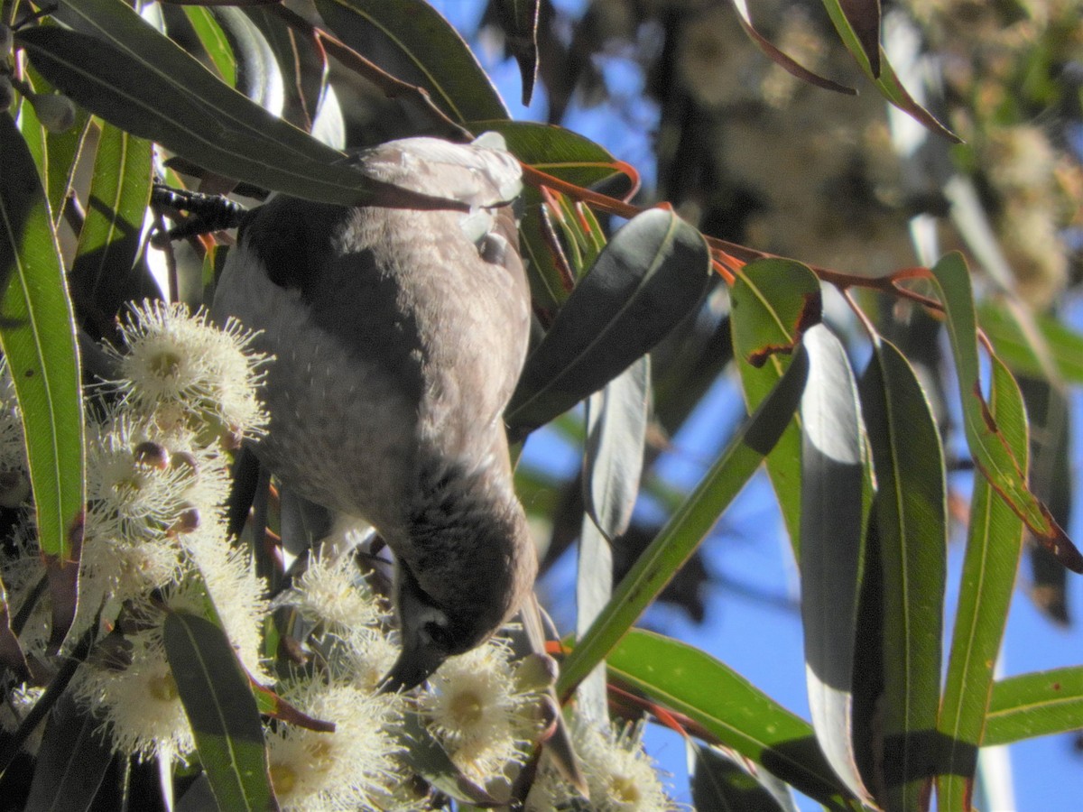 Little Friarbird - ML109629511