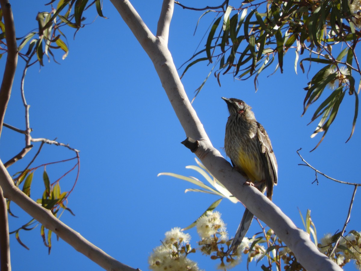 Red Wattlebird - ML109629531