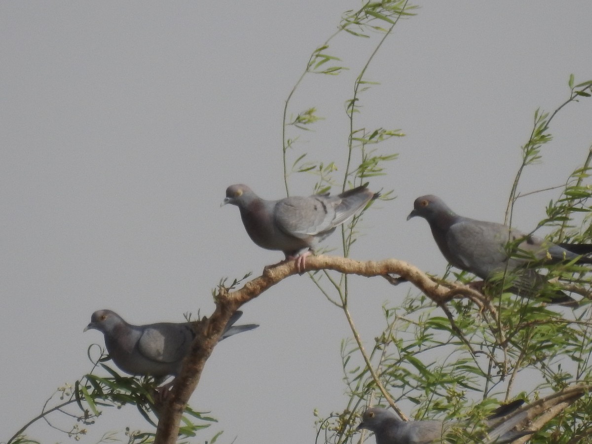 Yellow-eyed Pigeon - ML109629841