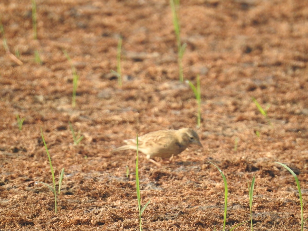 tanımsız Alaudidae sp. - ML109631821