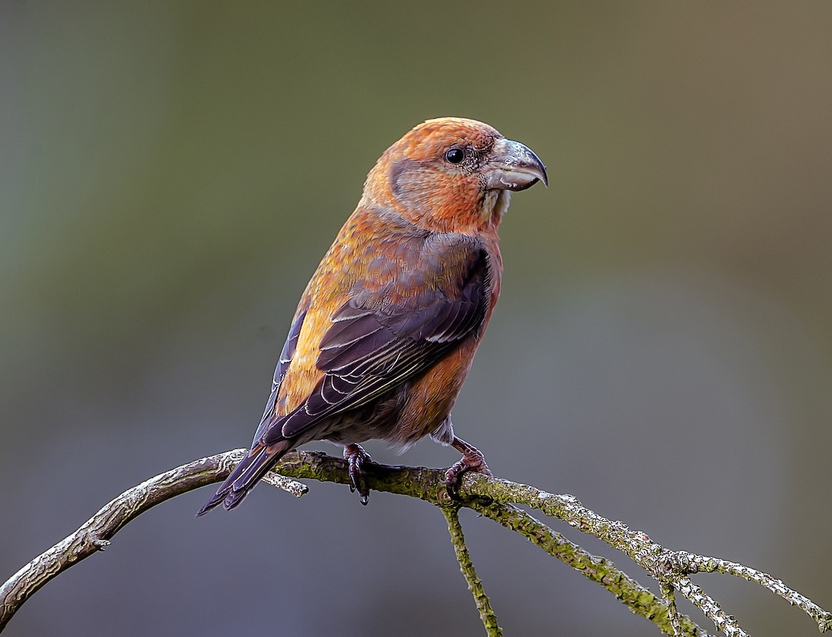 Parrot Crossbill - John George Richardson