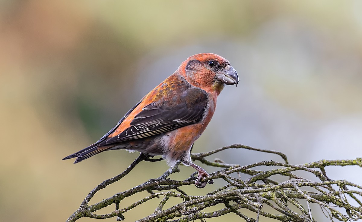 Parrot Crossbill - ML109633091