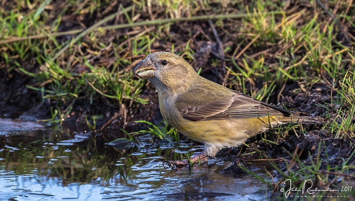 Parrot Crossbill - ML109633111