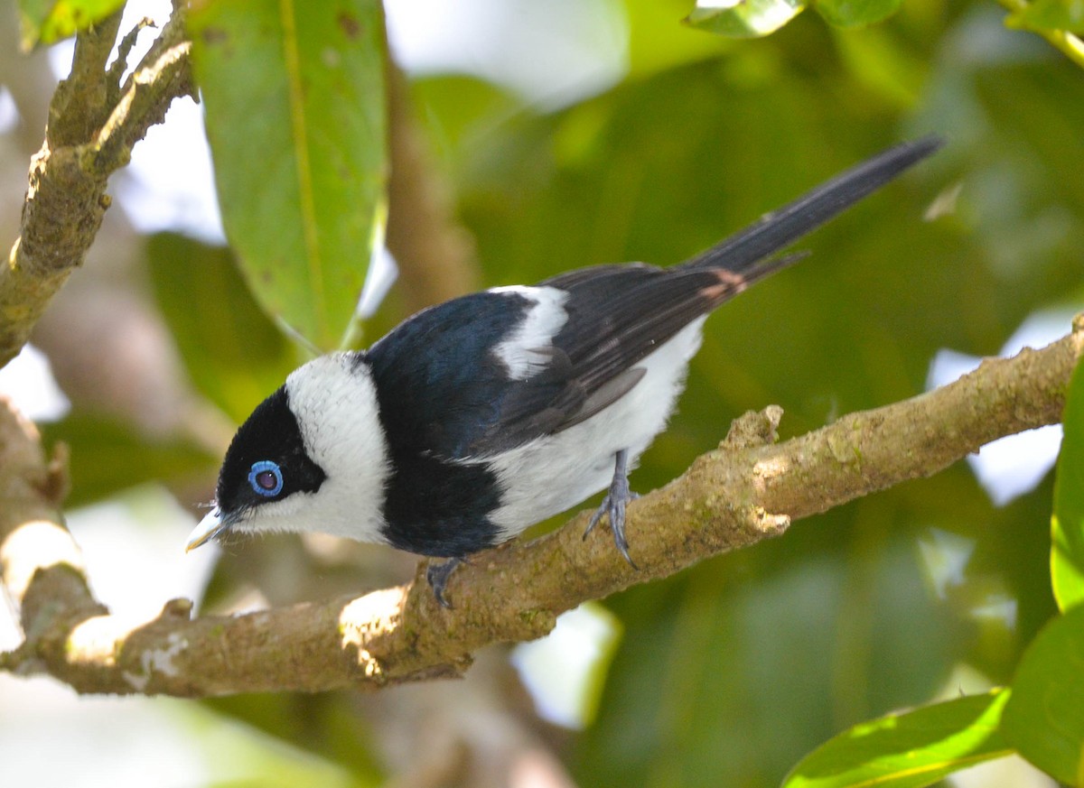 Pied Monarch - ML109633481