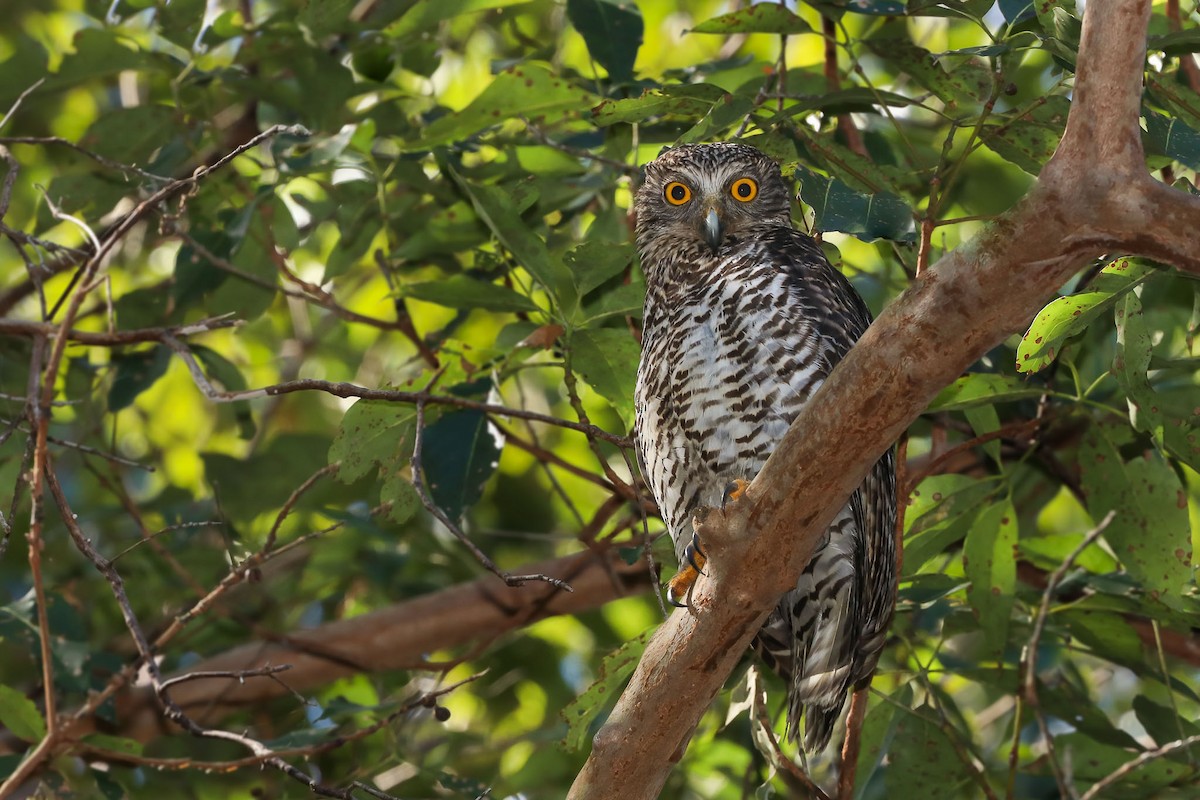 Powerful Owl - Ged Tranter