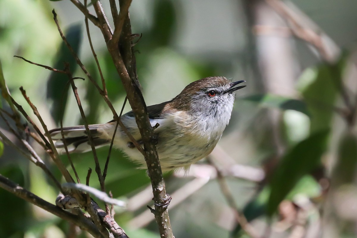 Brown Gerygone - ML109634011