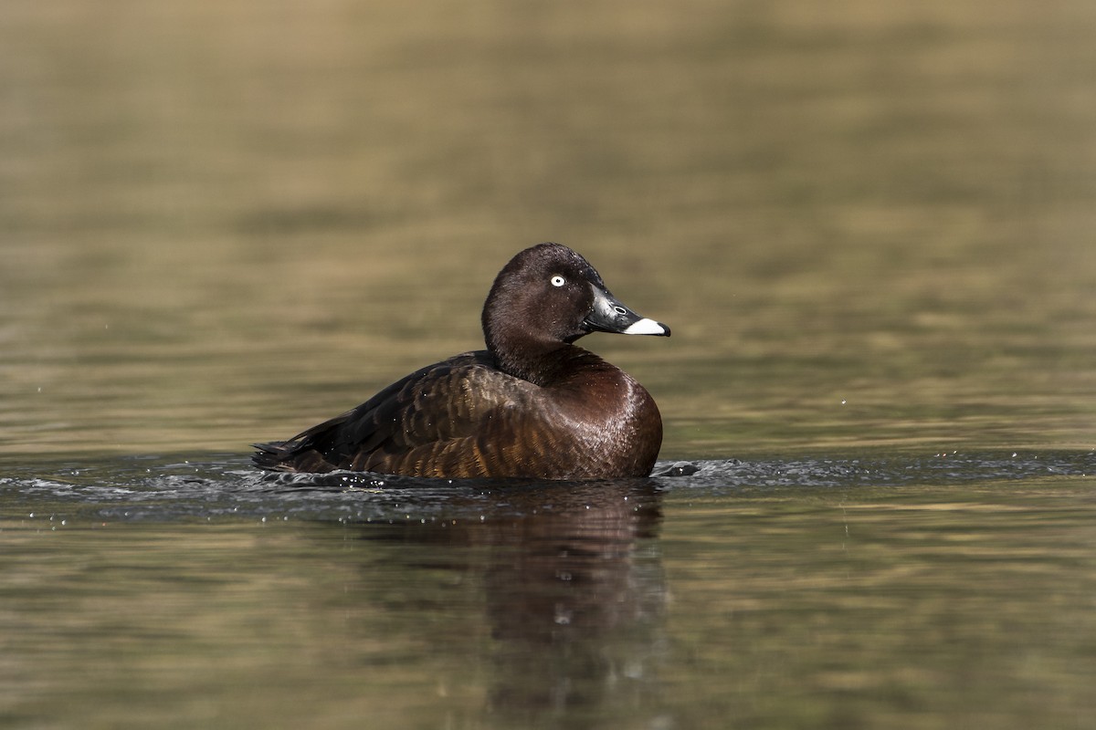 Porrón Australiano - ML109634081