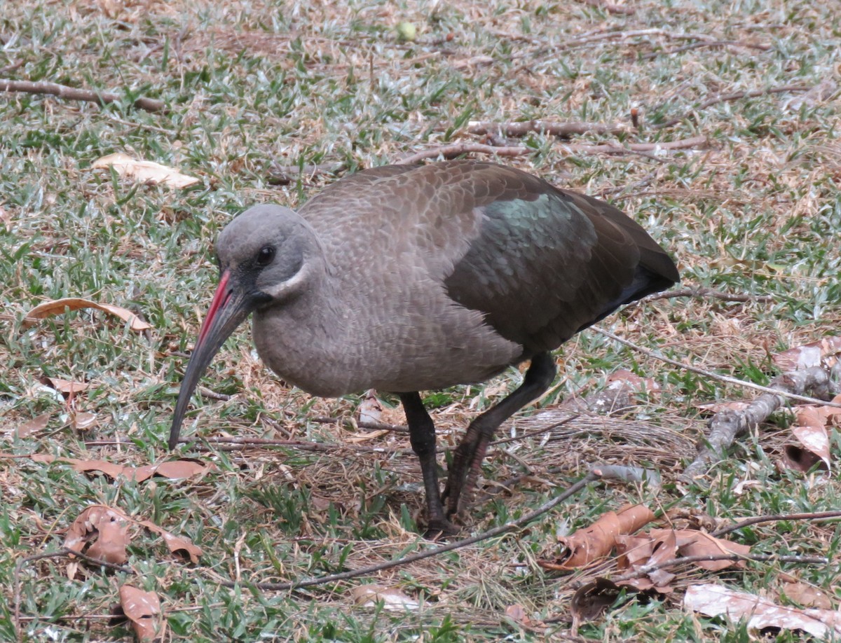 Hadada Ibis - Brad Arthur