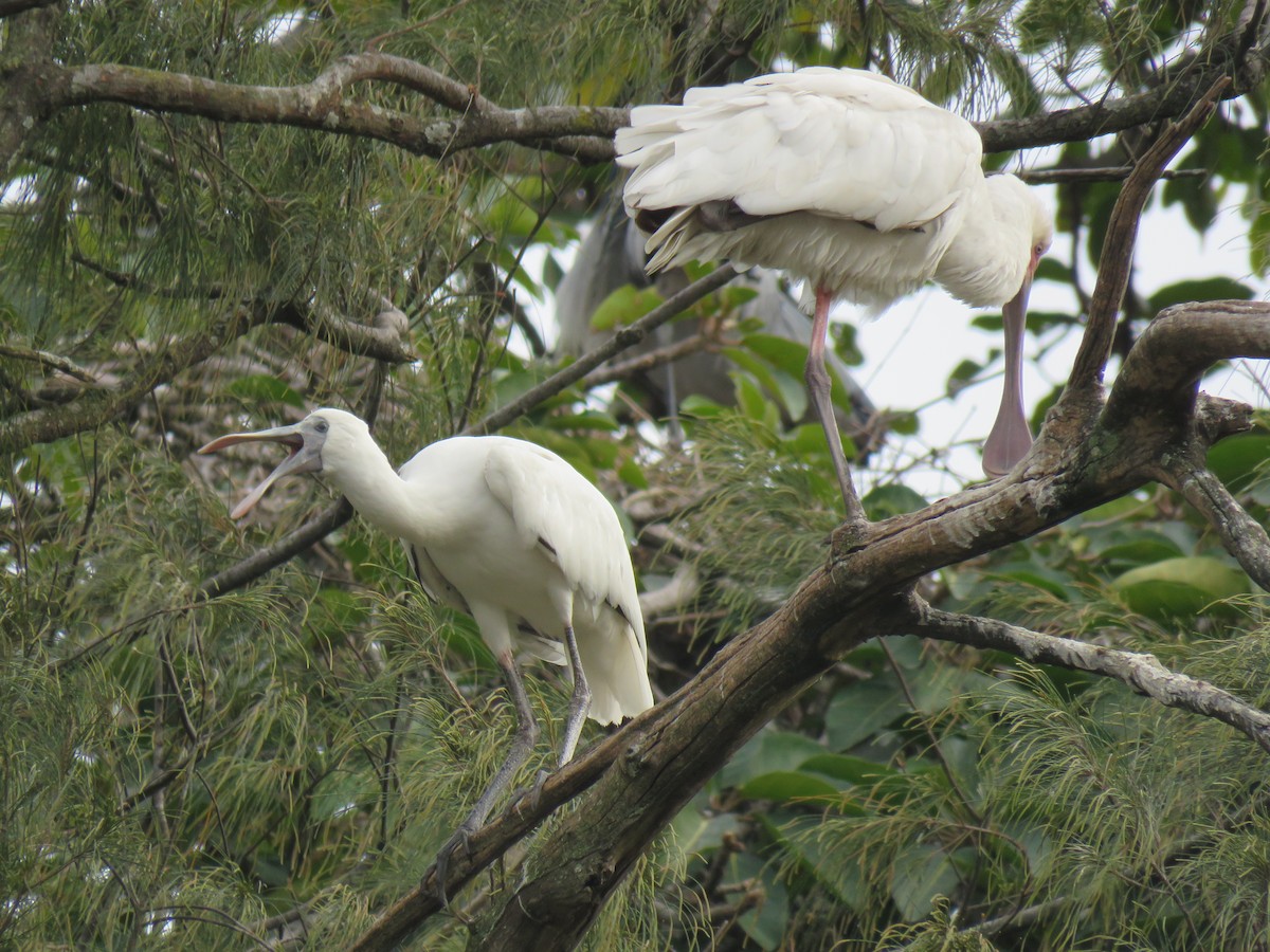 African Spoonbill - ML109634331