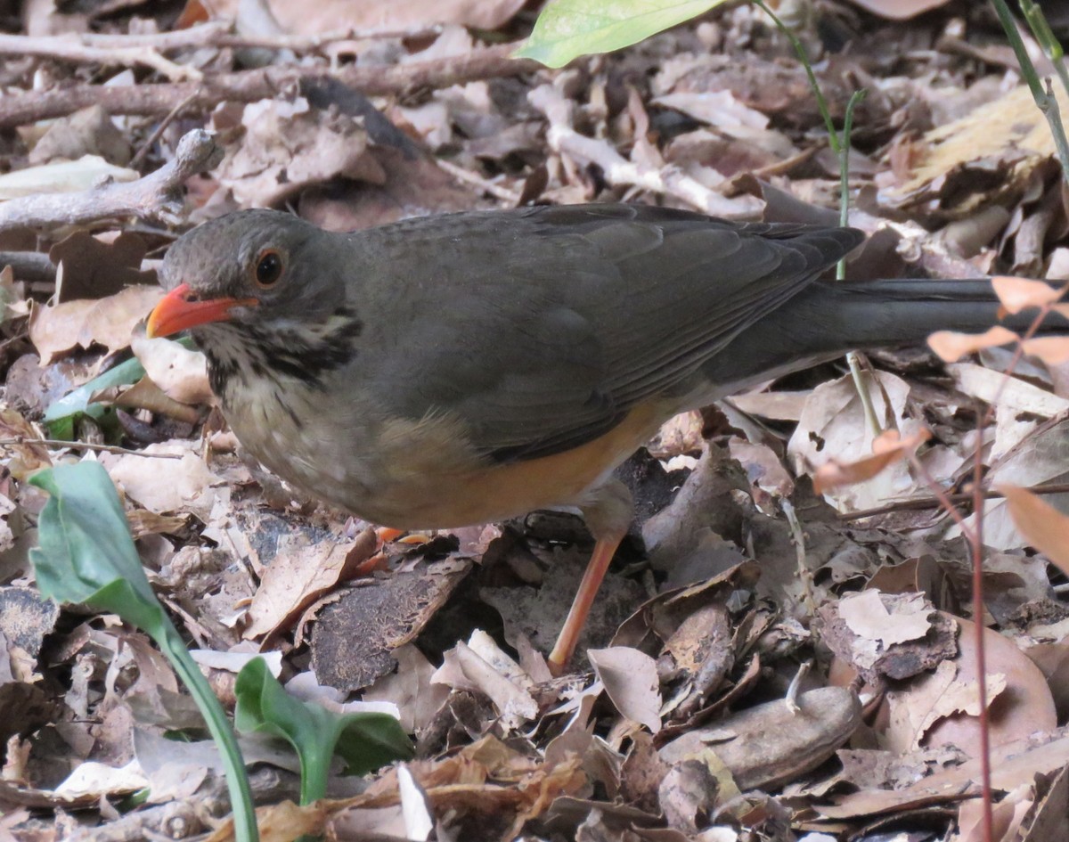 Kurrichane Thrush - ML109634401