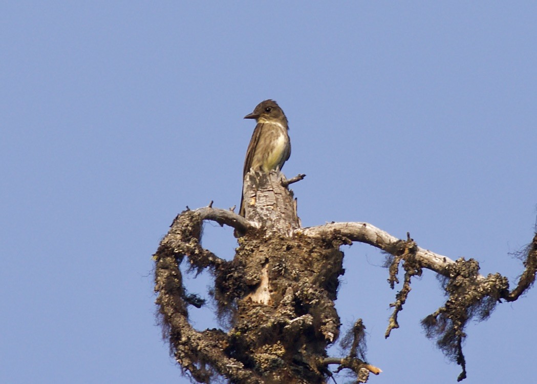 Olive-sided Flycatcher - ML109634581