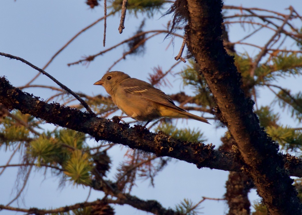 Western Tanager - ML109634601