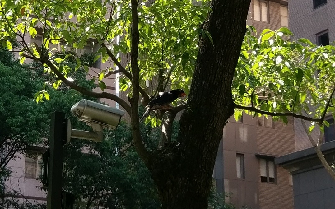 Taiwan Blue-Magpie - ML109634721