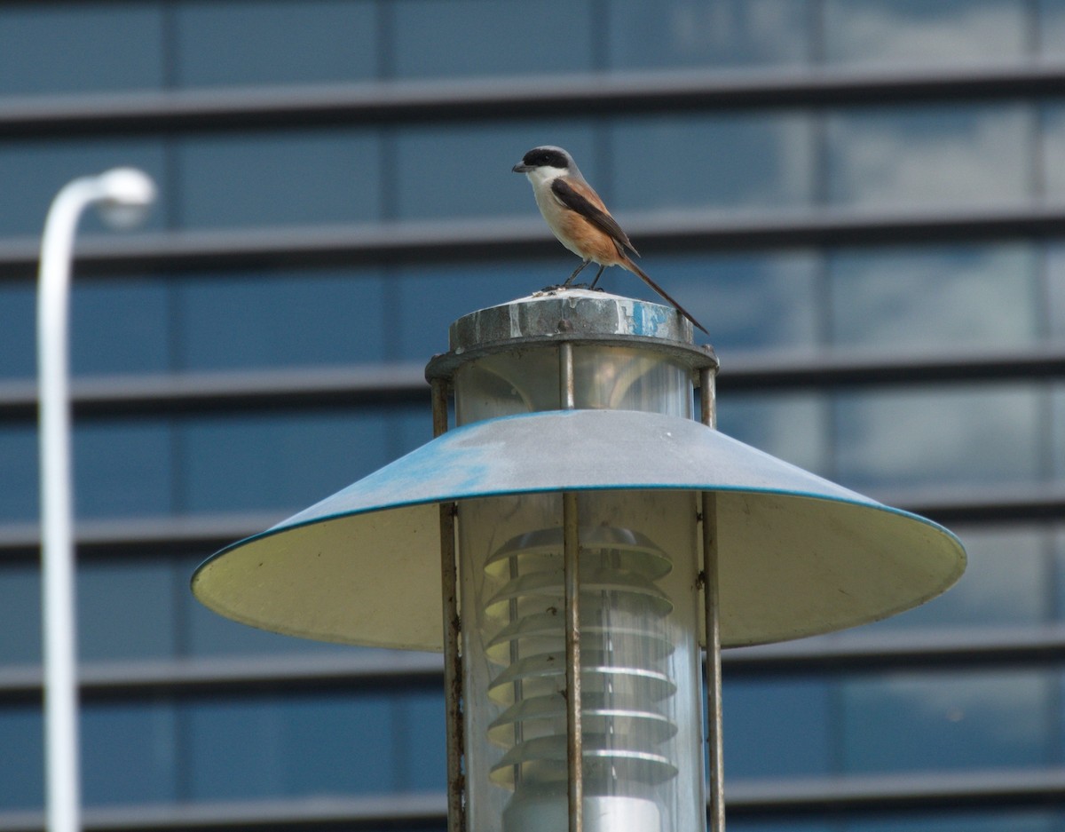 Long-tailed Shrike - ML109634821