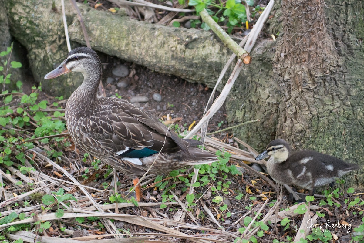 Mallard x Pacific Black Duck (hybrid) - ML109636281