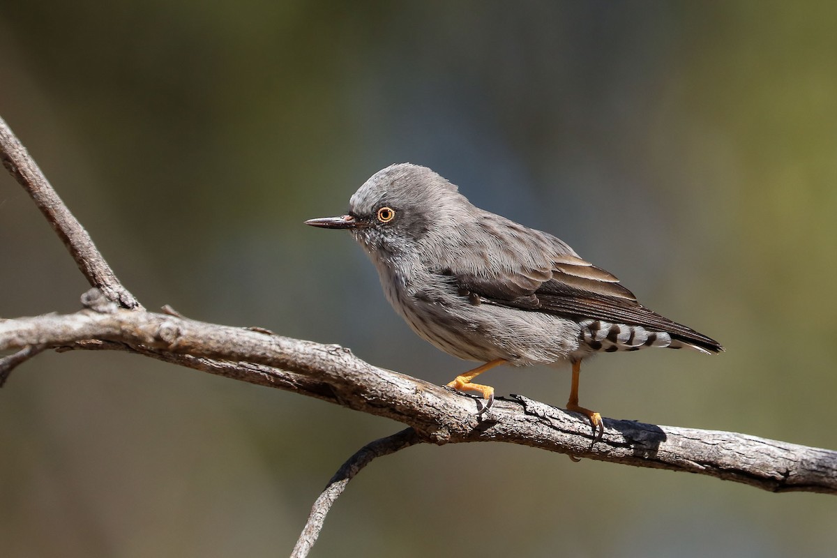 Varied Sittella - Ged Tranter