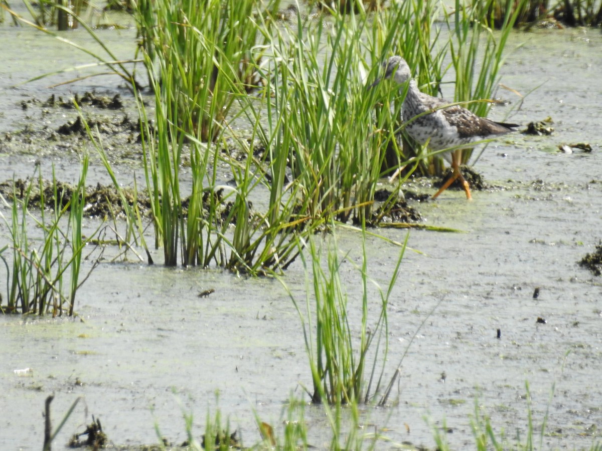 Greater Yellowlegs - ML109637481