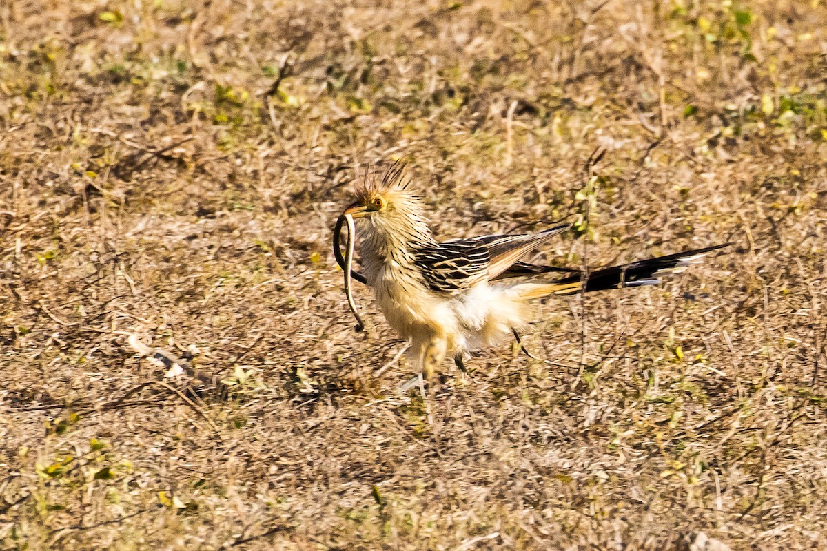 Guira Cuckoo - ML109637781