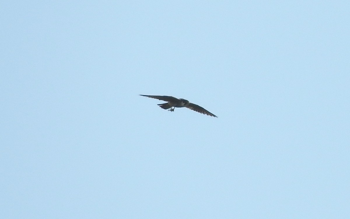 Eurasian Hobby - ML109637791