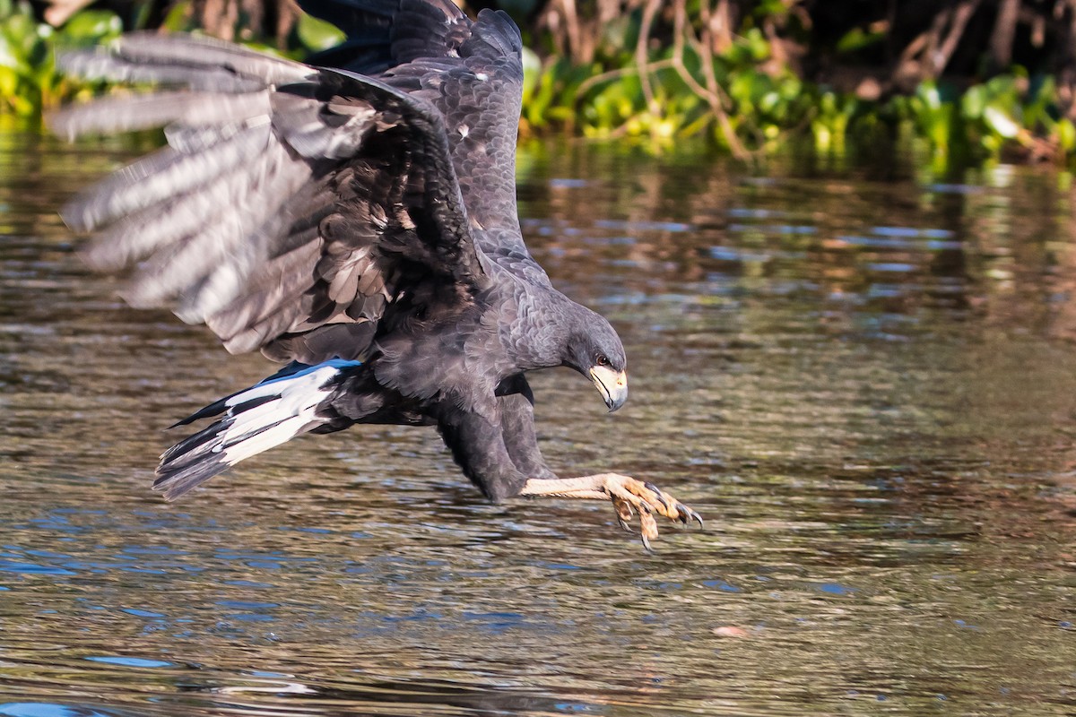 Great Black Hawk - ML109638141