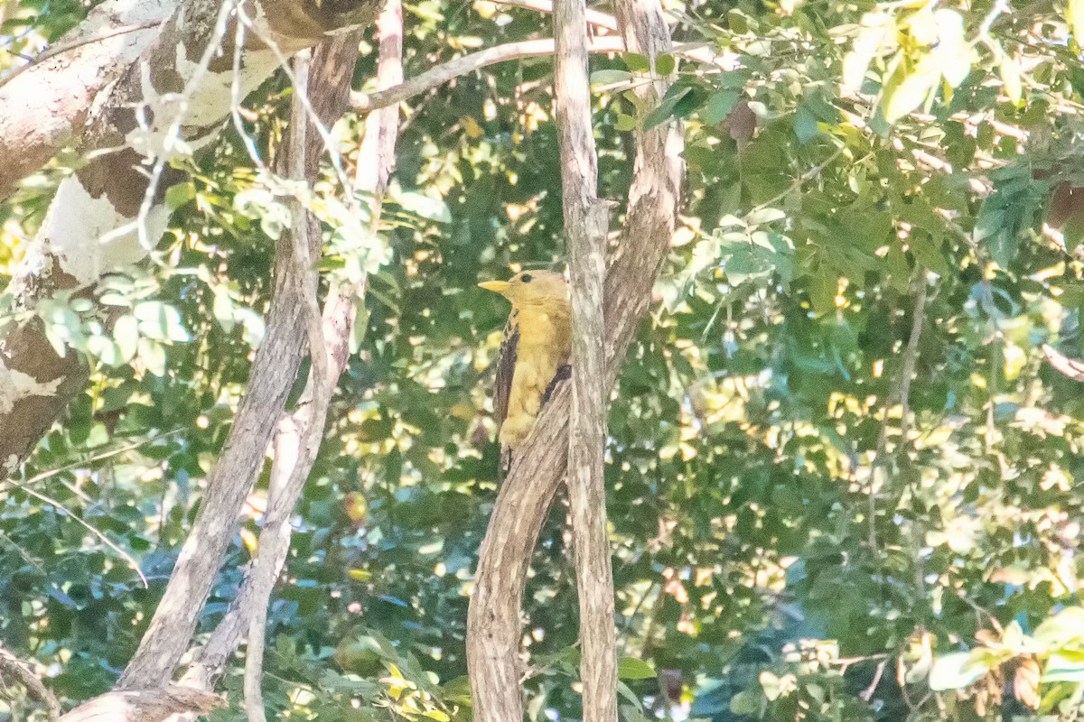 Cream-colored Woodpecker - ML109638311