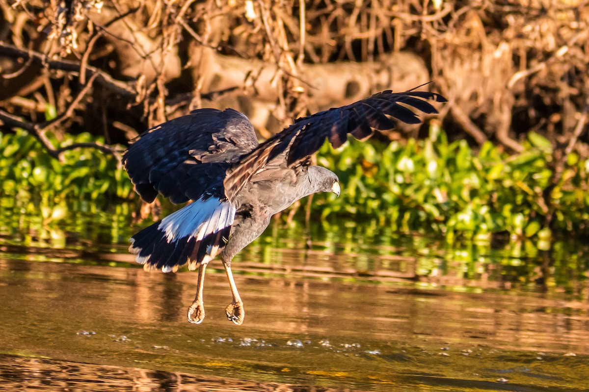 Great Black Hawk - ML109638401