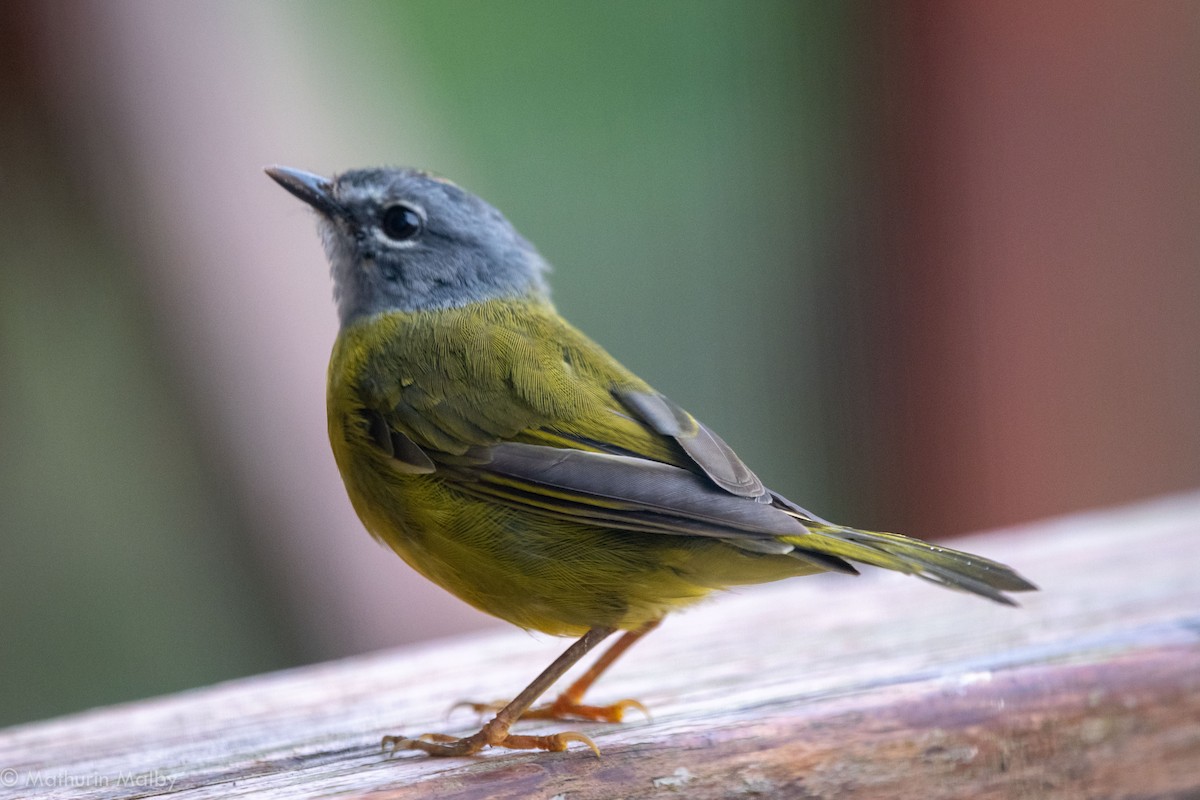 White-lored Warbler - ML109640011