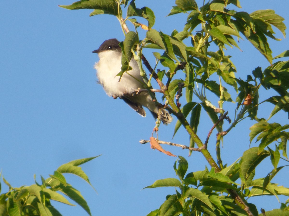 Eastern Kingbird - ML109640361