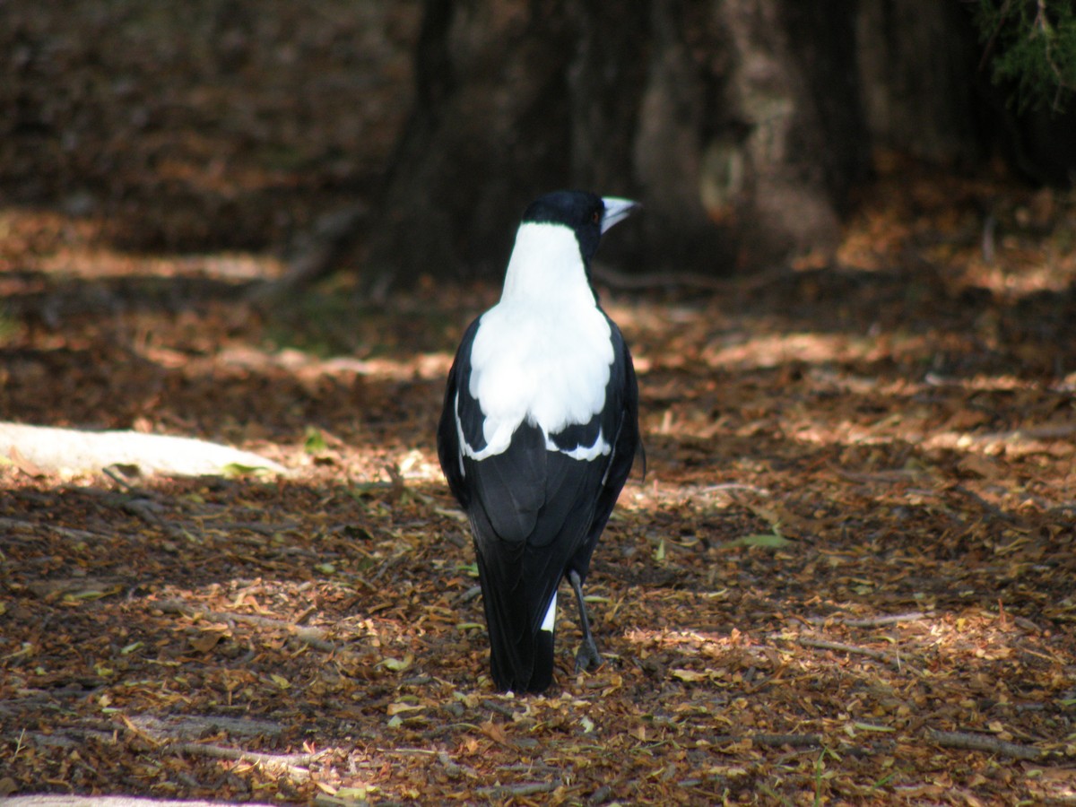 Australian Magpie - ML109640551