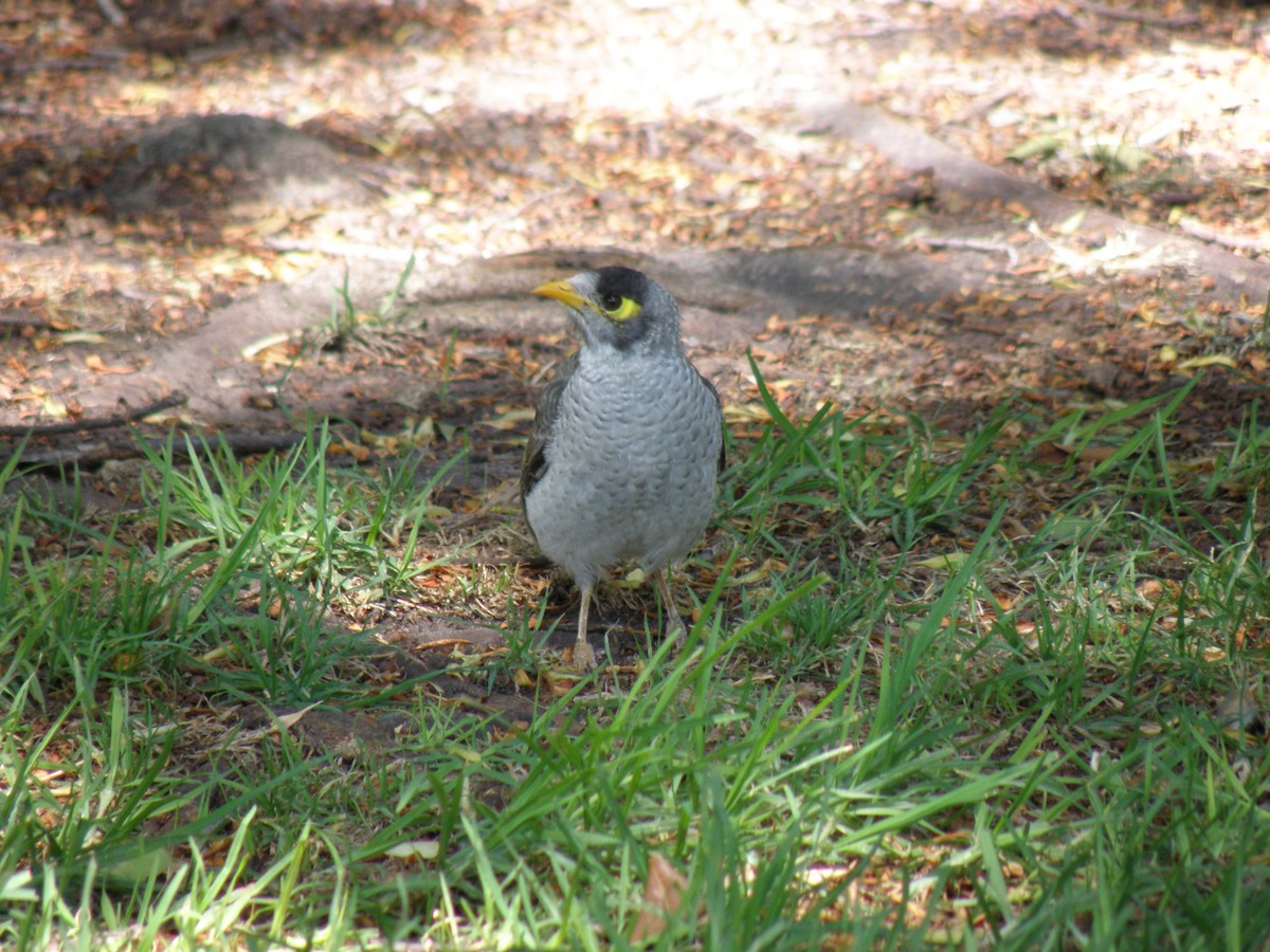Noisy Miner - ML109640651