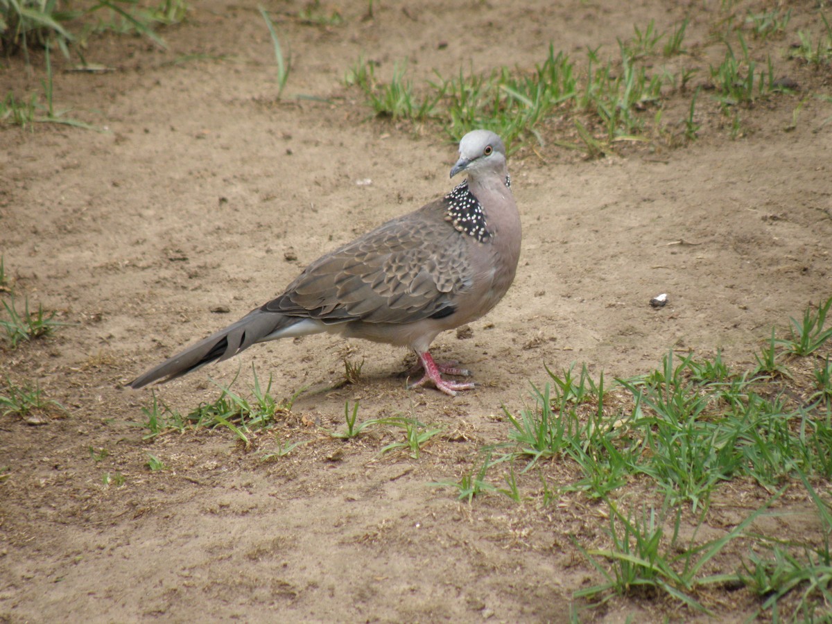 Spotted Dove - ML109640781