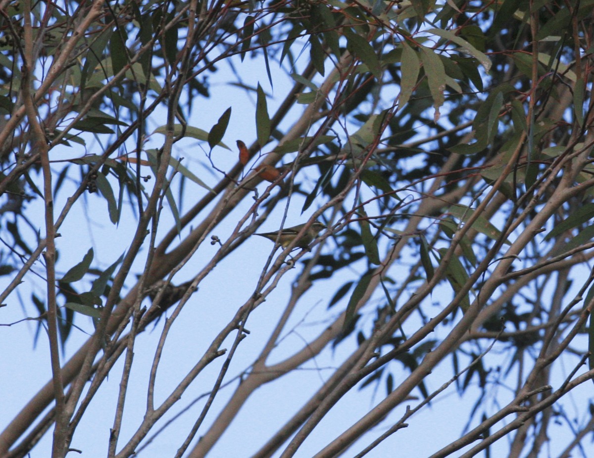 Pardalote à point jaune (striatus) - ML109640831