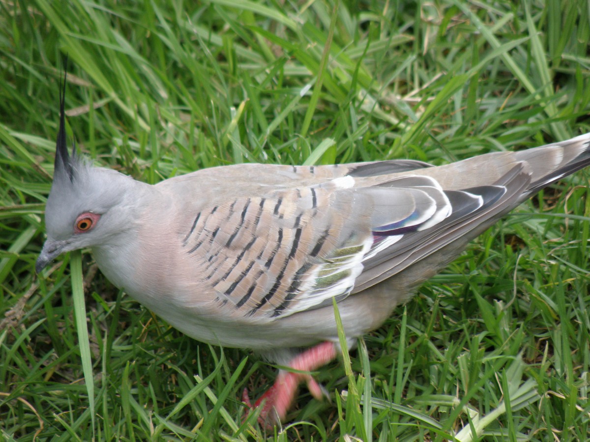 Crested Pigeon - ML109640871