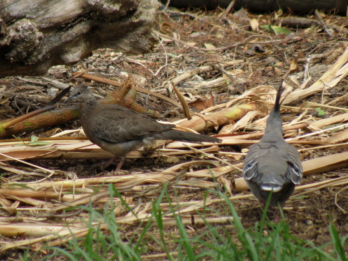 Spotted Dove - ML109640951