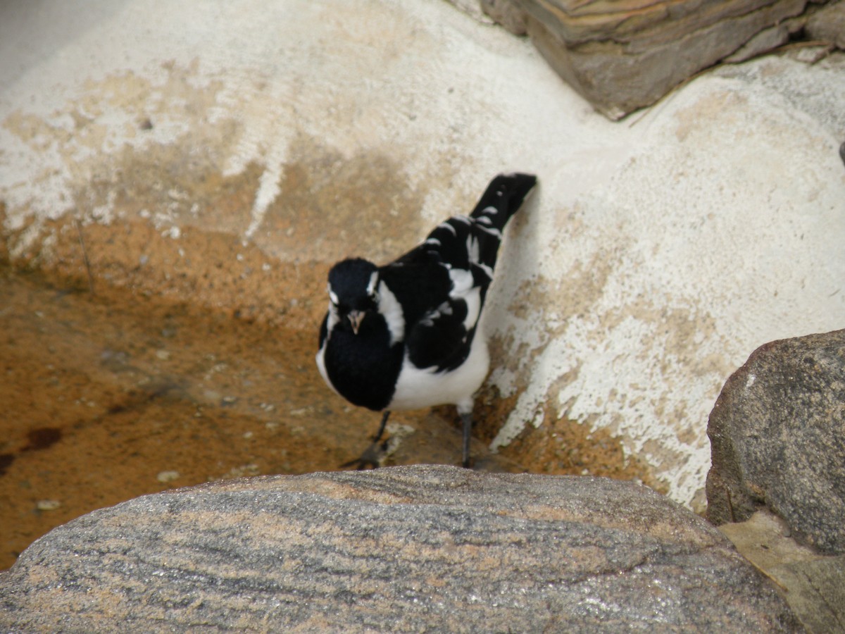 Magpie-lark - ML109641071
