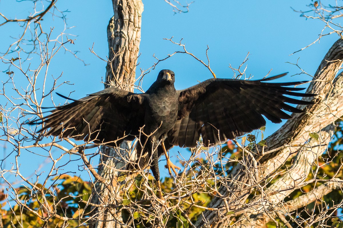 Great Black Hawk - ML109641201