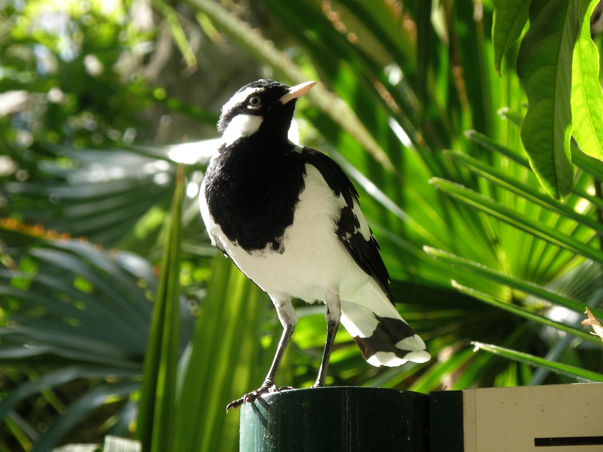 Magpie-lark - ML109641331