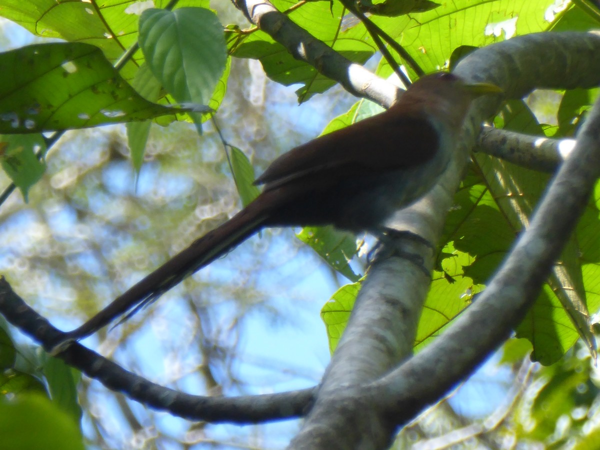 Squirrel Cuckoo - Pablo Alejandro