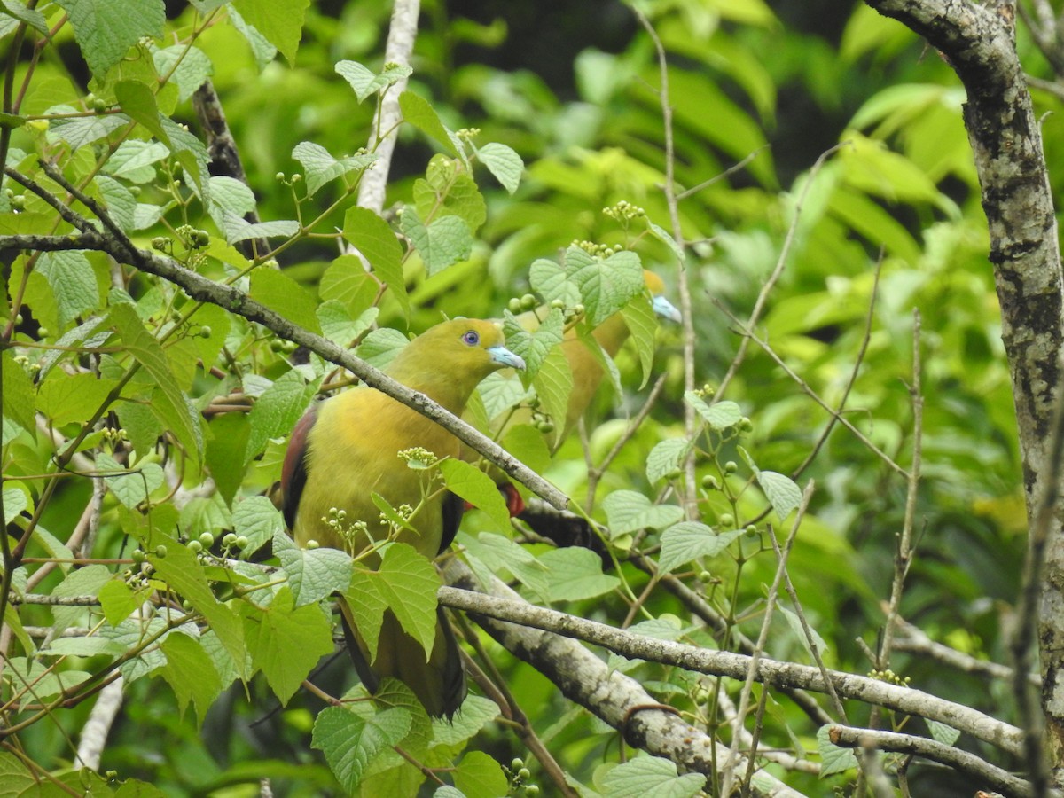 Wedge-tailed Green-Pigeon - ML109645511
