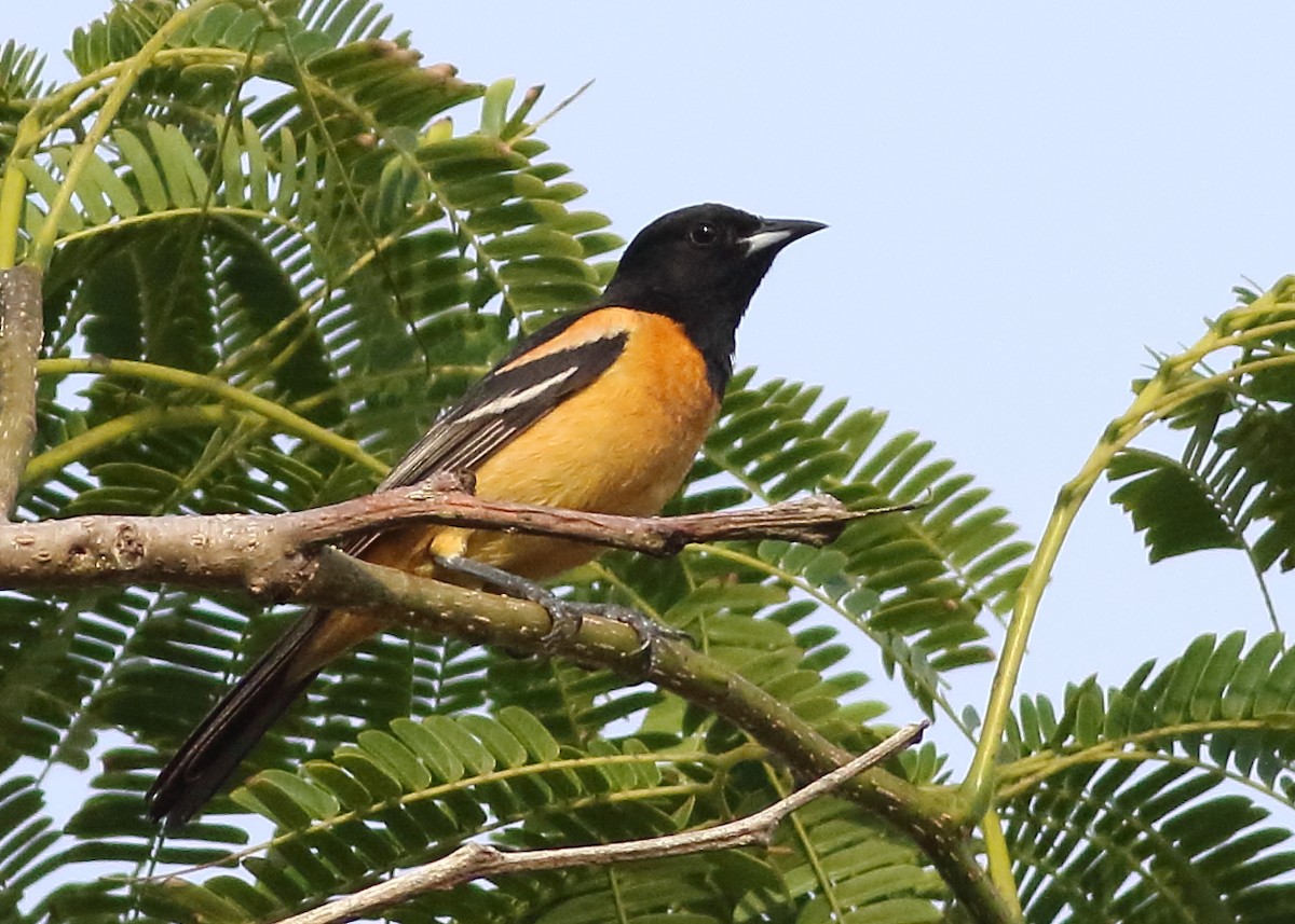 Orchard Oriole (Fuertes's) - Mark L. Hoffman