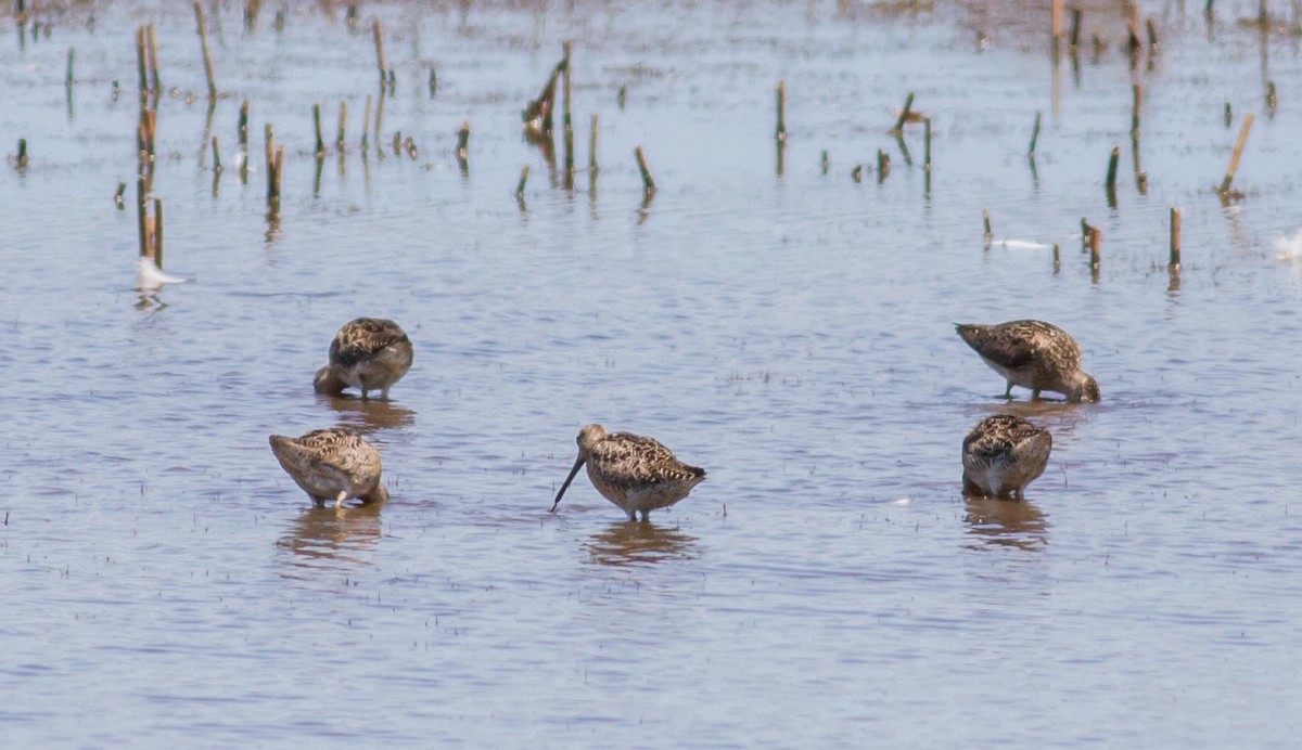 Short-billed Dowitcher - ML109646731