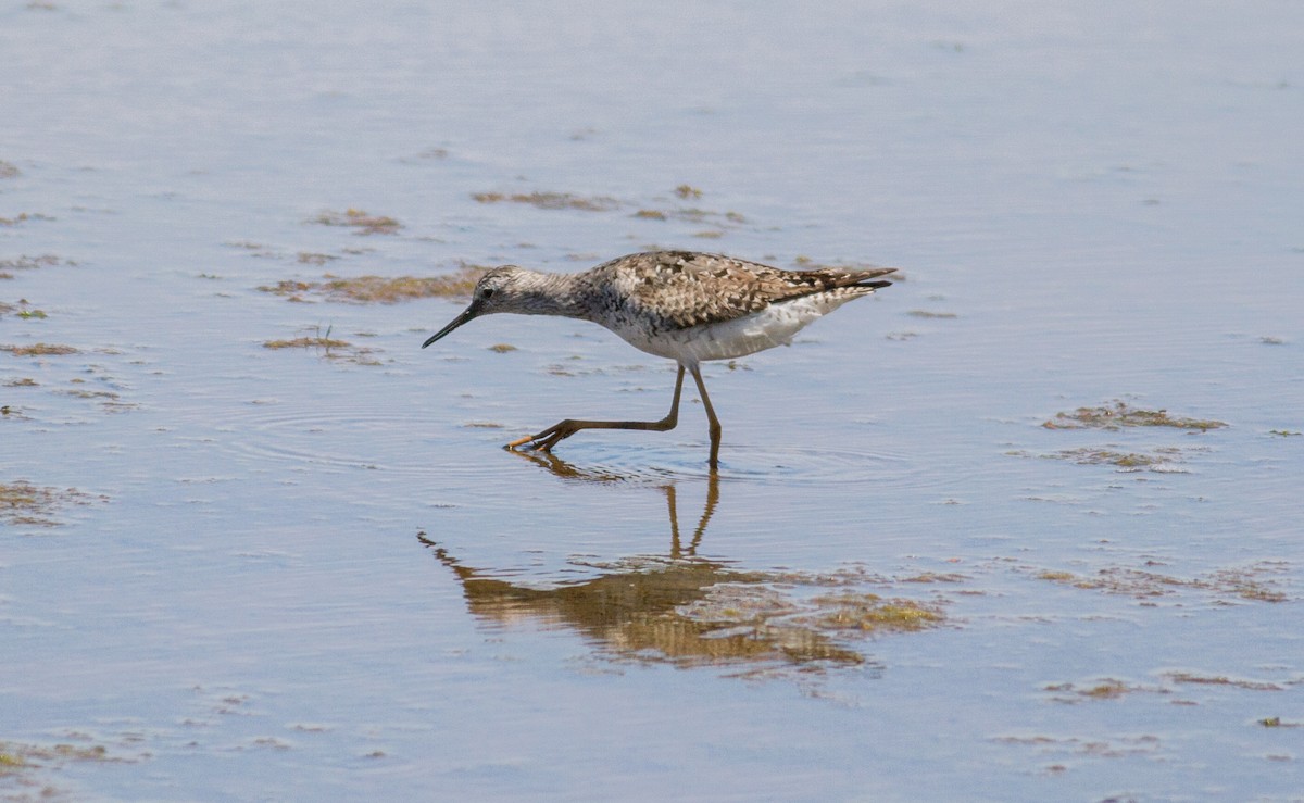 Lesser Yellowlegs - ML109646831